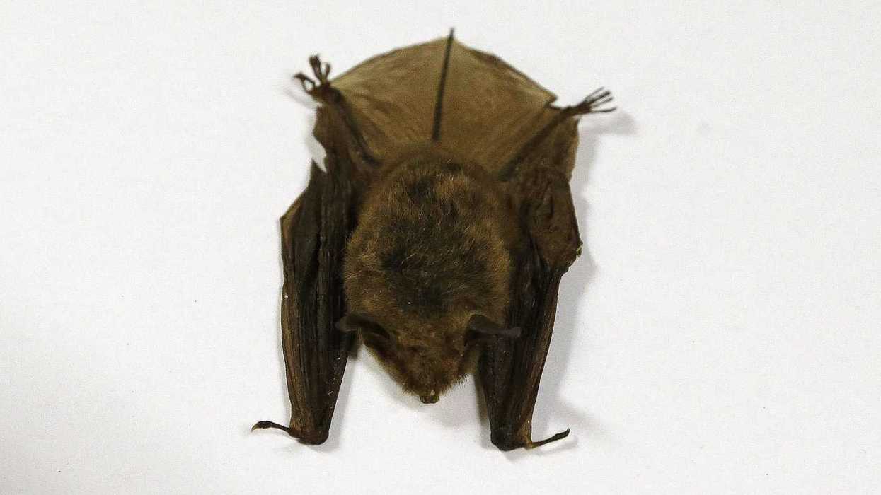 Journal details 2024 Ontario child rabies death