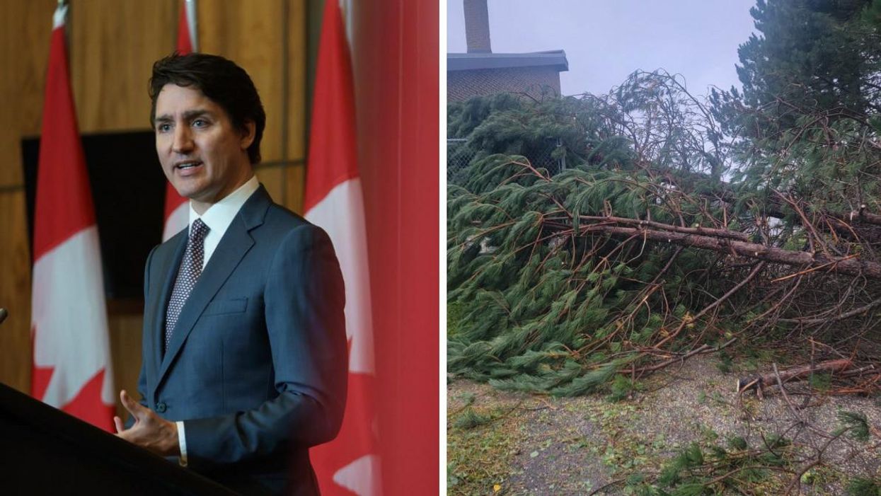 Justin Trudeau. Right: A fallen tree.