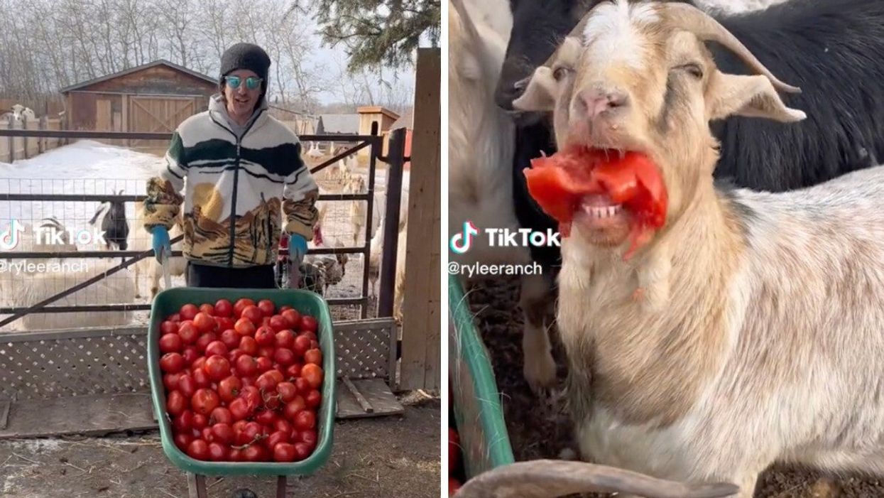 Kalan at the Rylee Ranch with a wheelbarrow of tomatoes on TikTok. Right: A goat eating a tomato.