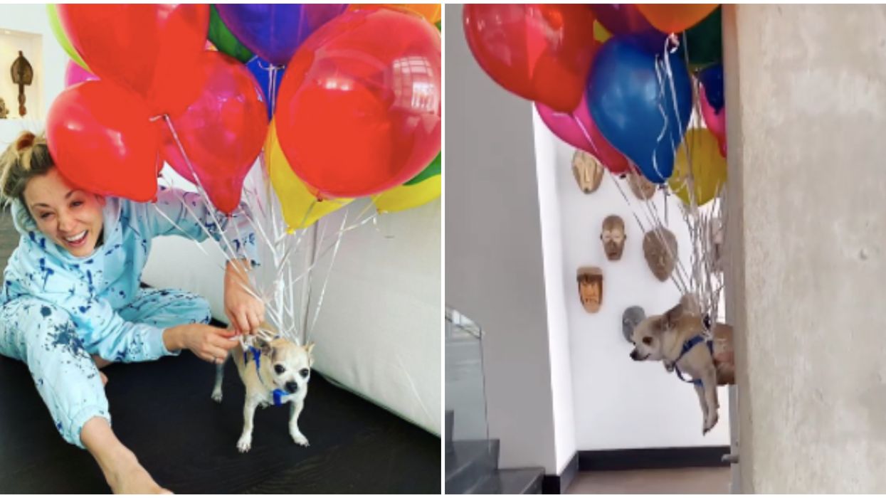 Kaley Cuoco's Toronto Quarantine Ends With Her Dog Floating Away On Balloons (VIDEO)