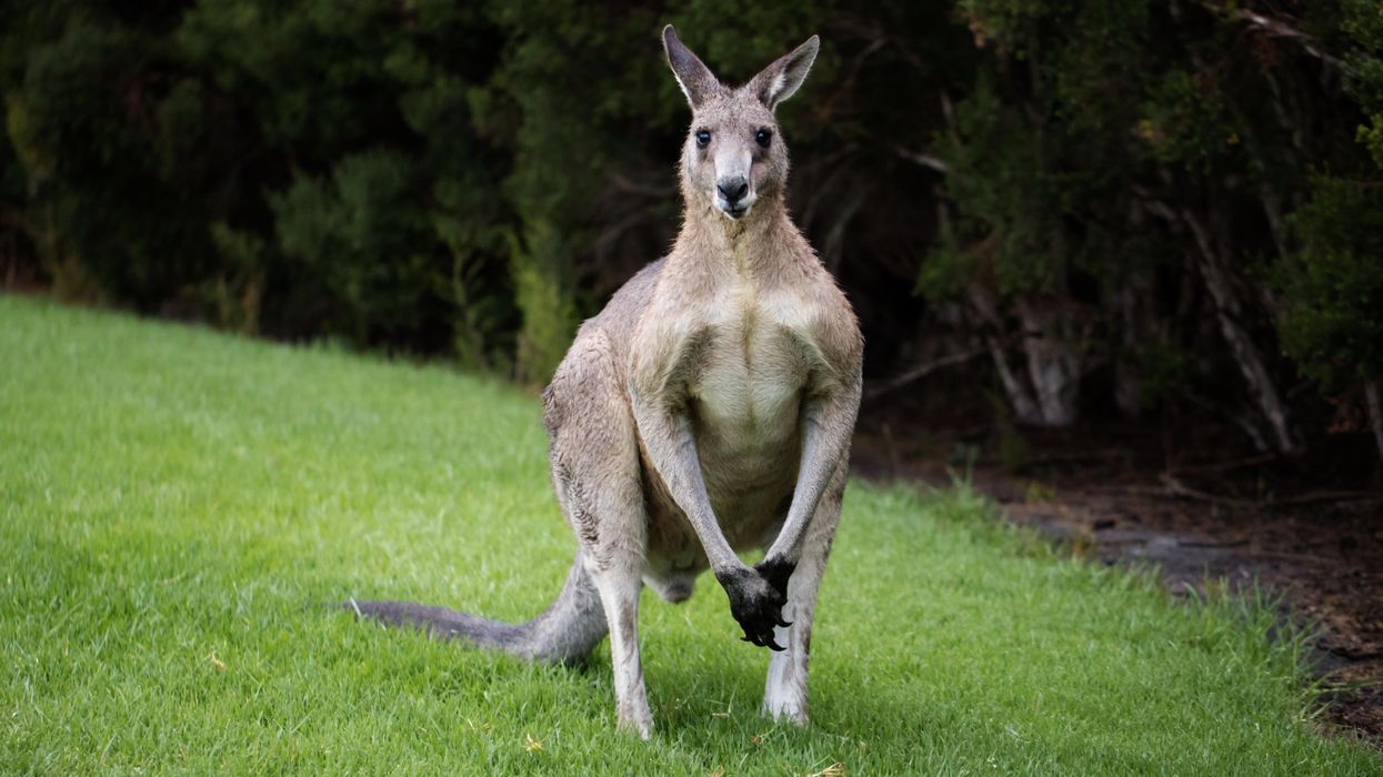 Kangaroo.