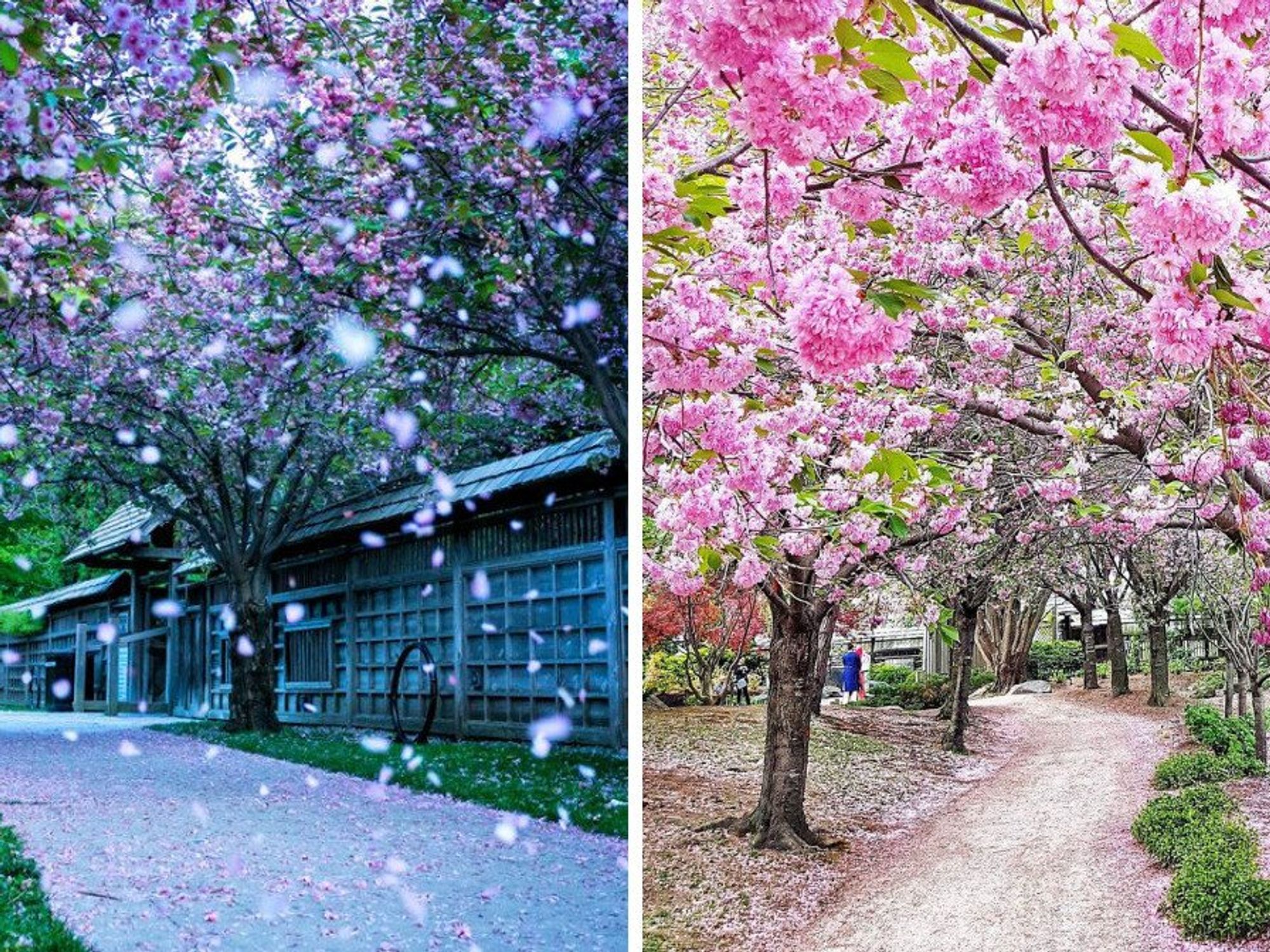 Kariya Park Hour