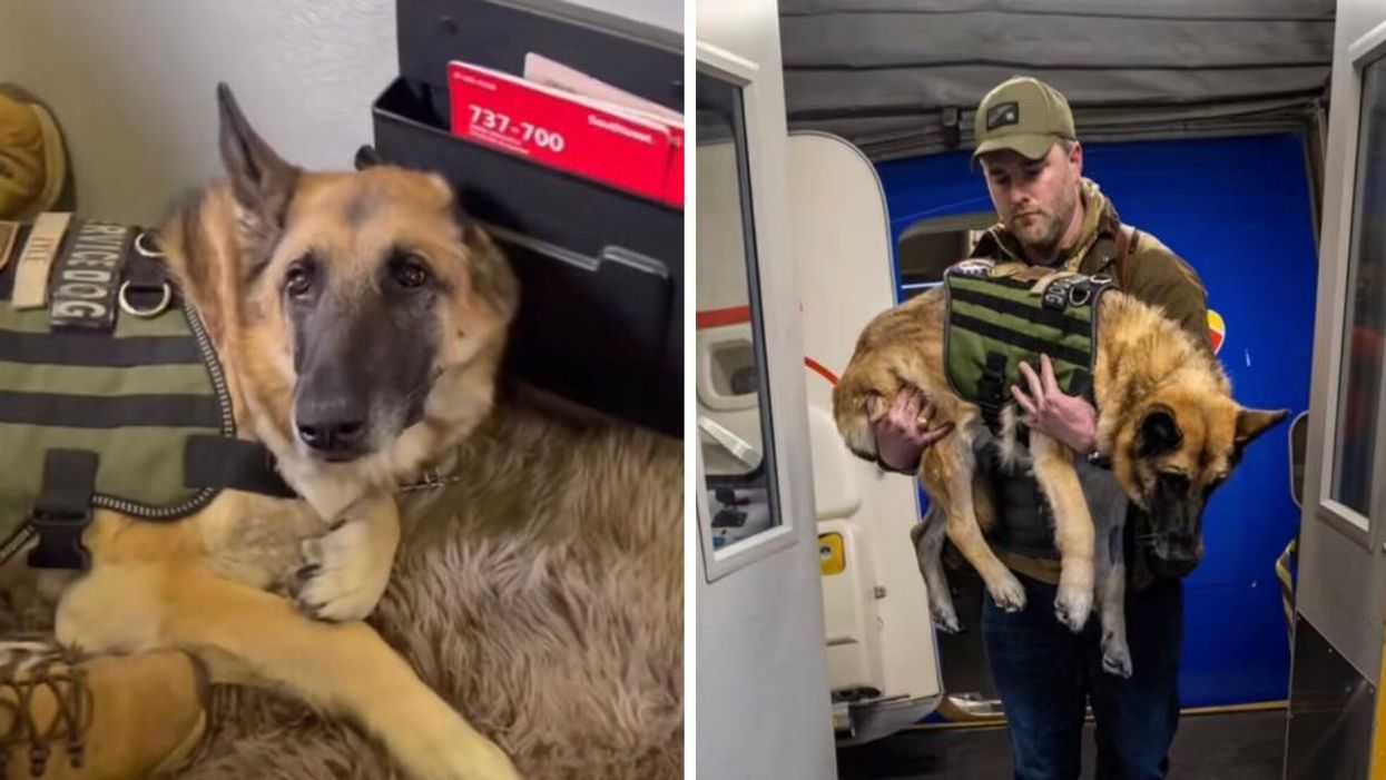 Kaya taking her last flight home with Southwest Airlines. Right: Kaya being held by her handler Cole.