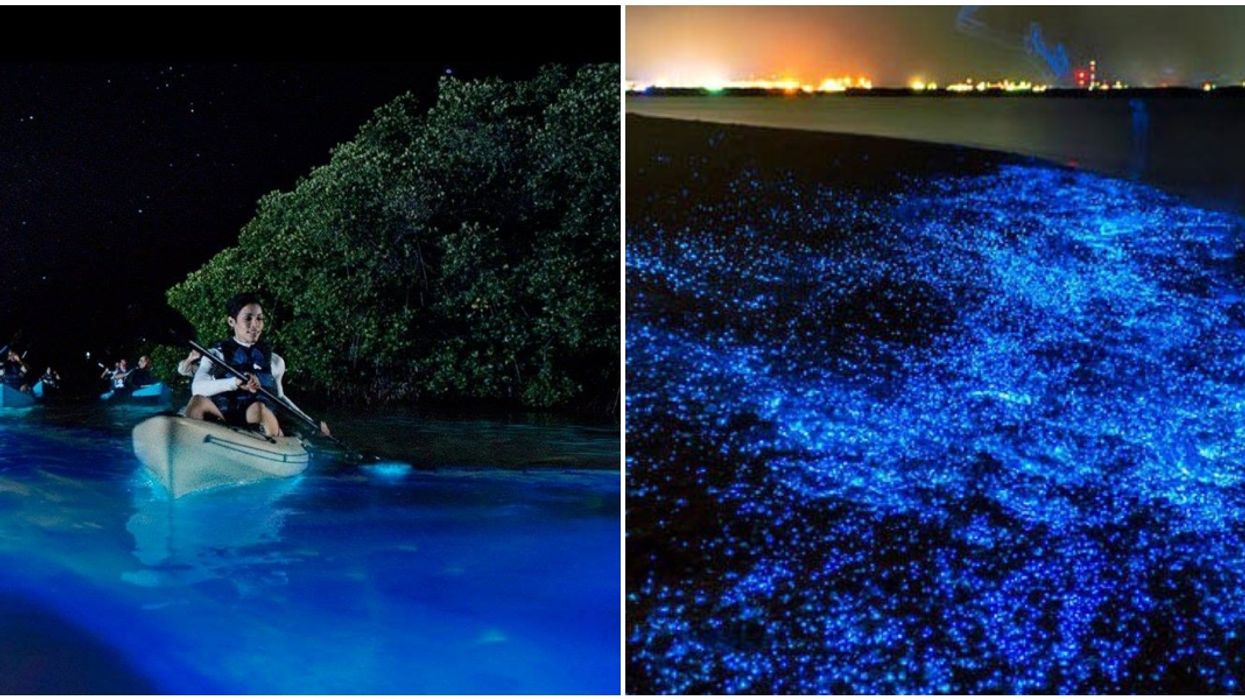 Kayakers paddling through bioluminescent waters. Right: Glowing bioluminescent landscape.