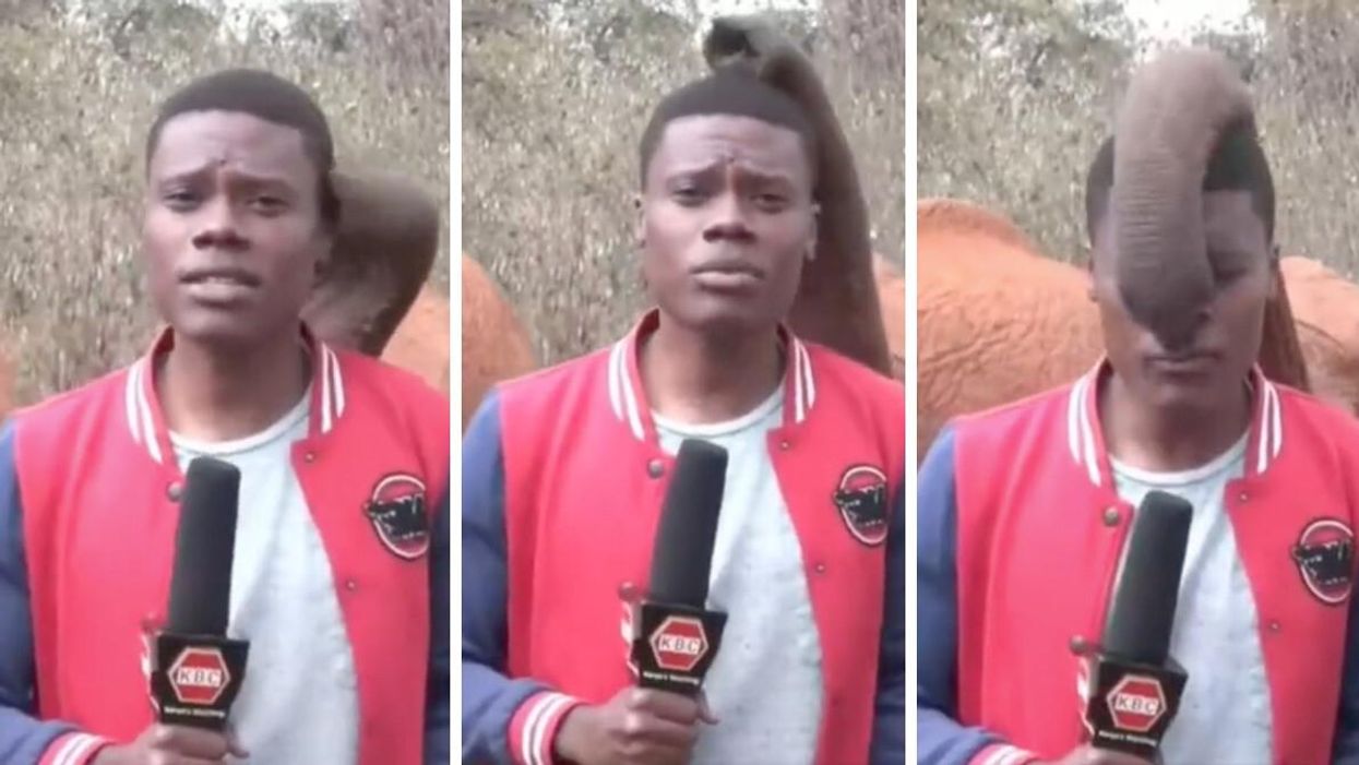 KBC reporter Alvin Kaunda and Kindani, a baby elephant.