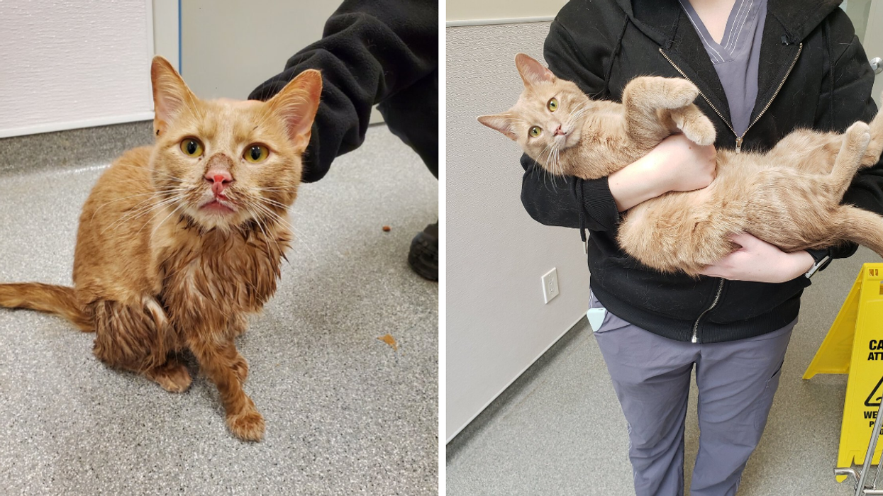 Kingo the cat at GHS. Right: Someone holding Kingo the cat.