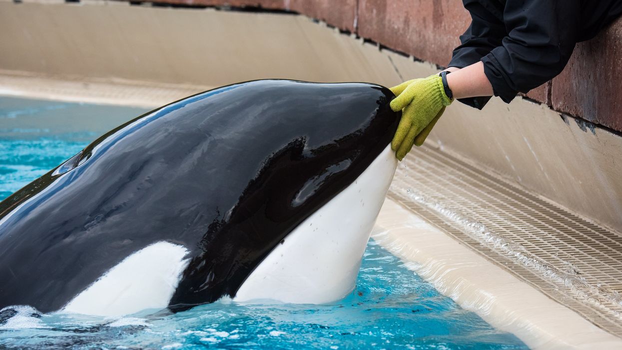 Kiska the orca at Marineland Canada in Niagara Falls, Ontario.
