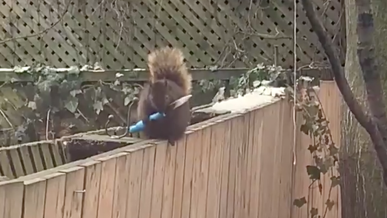 Knife-Wielding Squirrel Was Spotted Wandering Around Toronto (VIDEO)