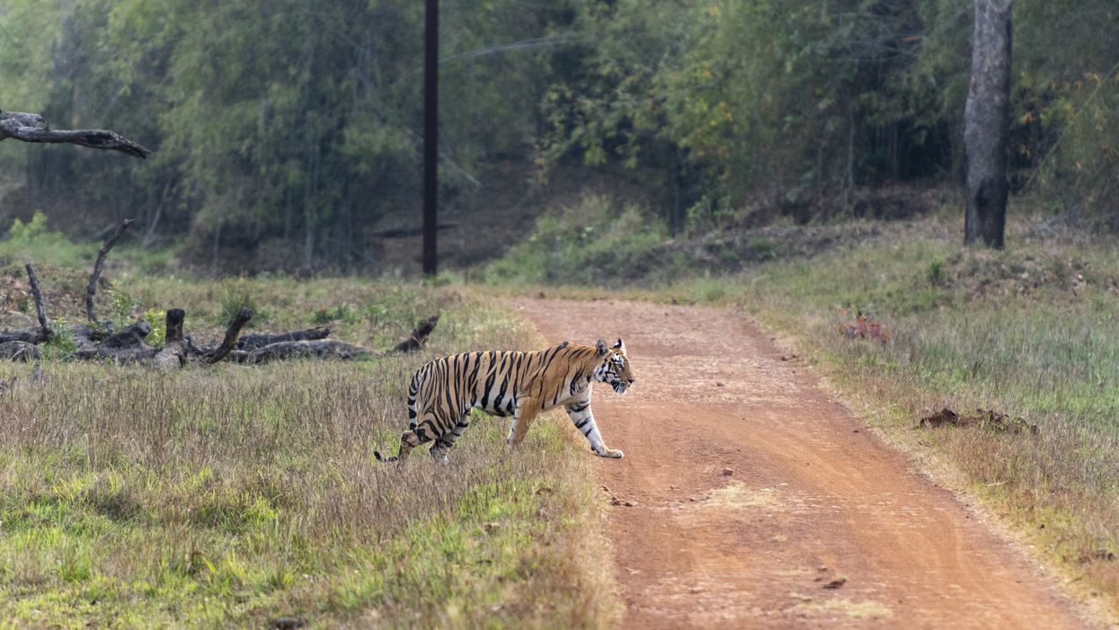 Knoxville Tennessee Tiger Spotted On The Loose Through Eastern Side Of State