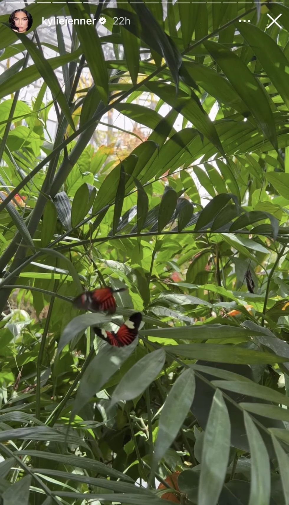 Kylie Jenner's Instagram story shows two butterflies at the Cockrell Butterfly Center.