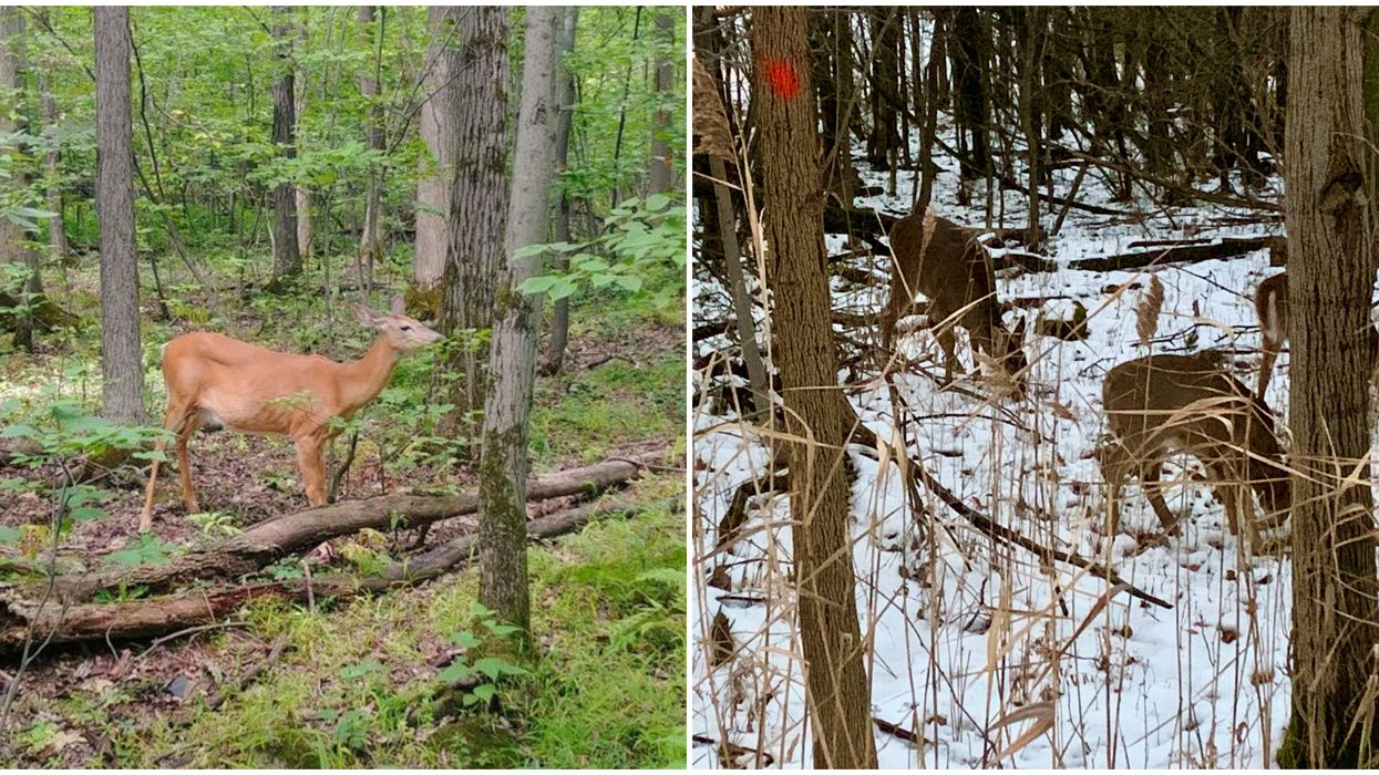 L'abattage des cerfs à Longueuil est finalement annulé et ils seront déplacés