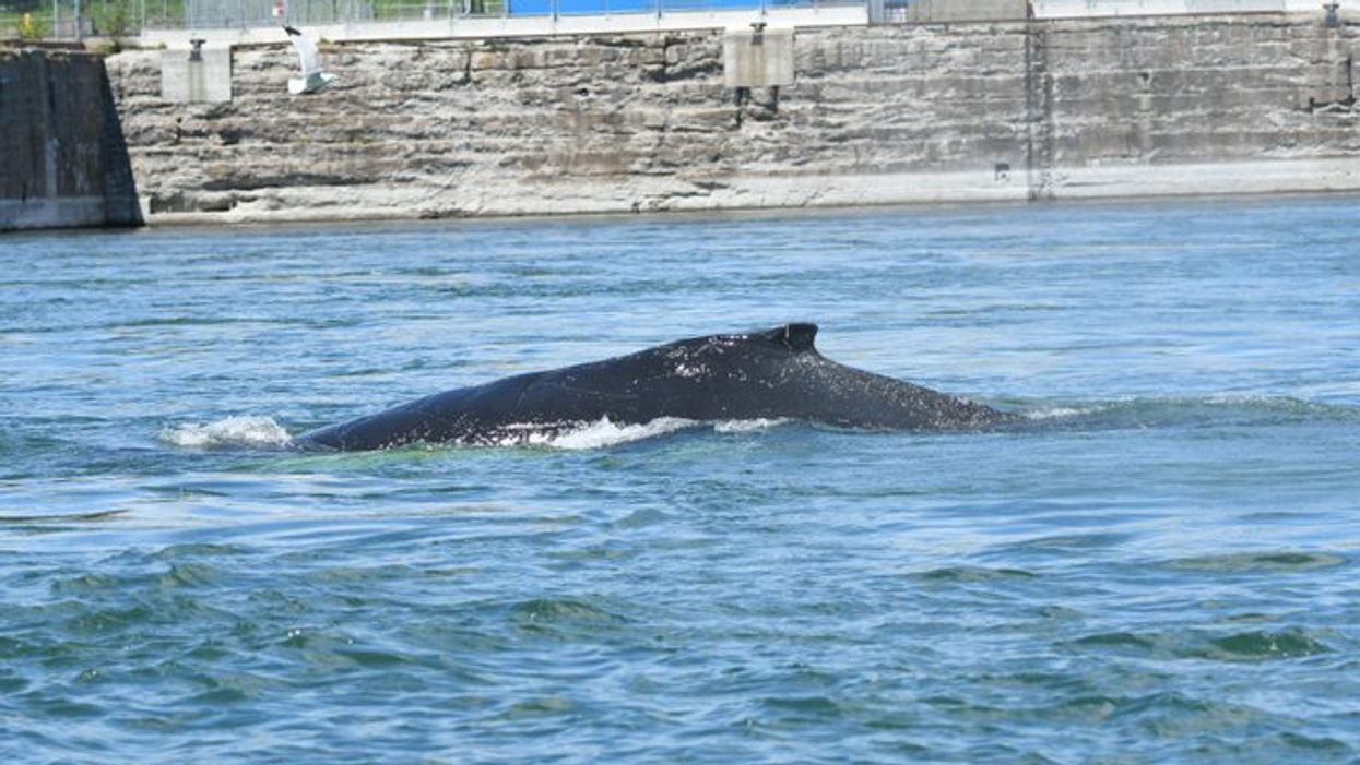 La baleine de Montréal se serait échouée près de Varennes (Vidéo)