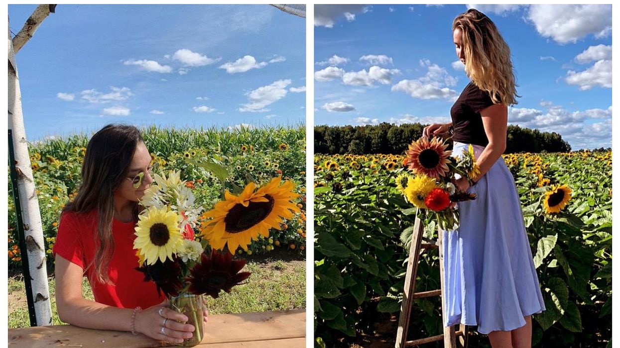 La Belle de Coteau-du-Lac : Le champ de fleurs ouvre en juillet