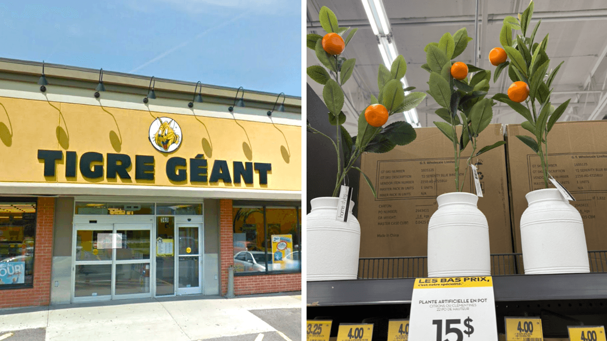 La façade d'un Tigre Géant. Droite : Une plante en plastique avec des oranges.