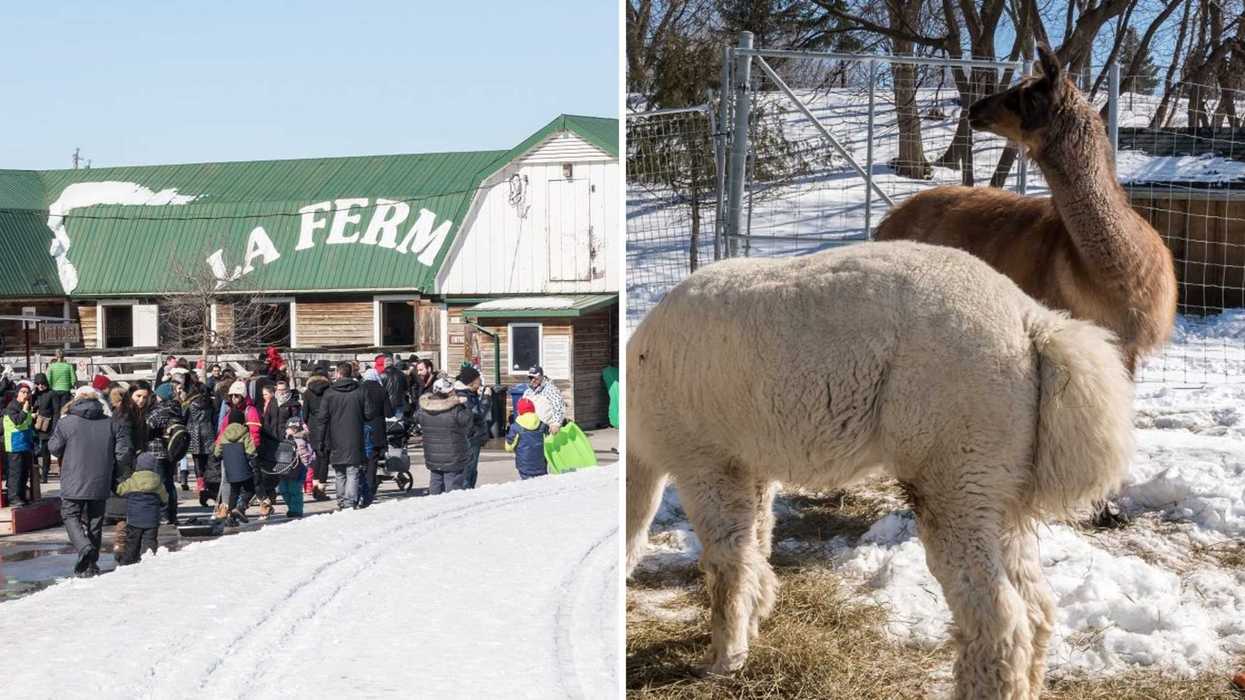 La fermette. Droite : des lamas.