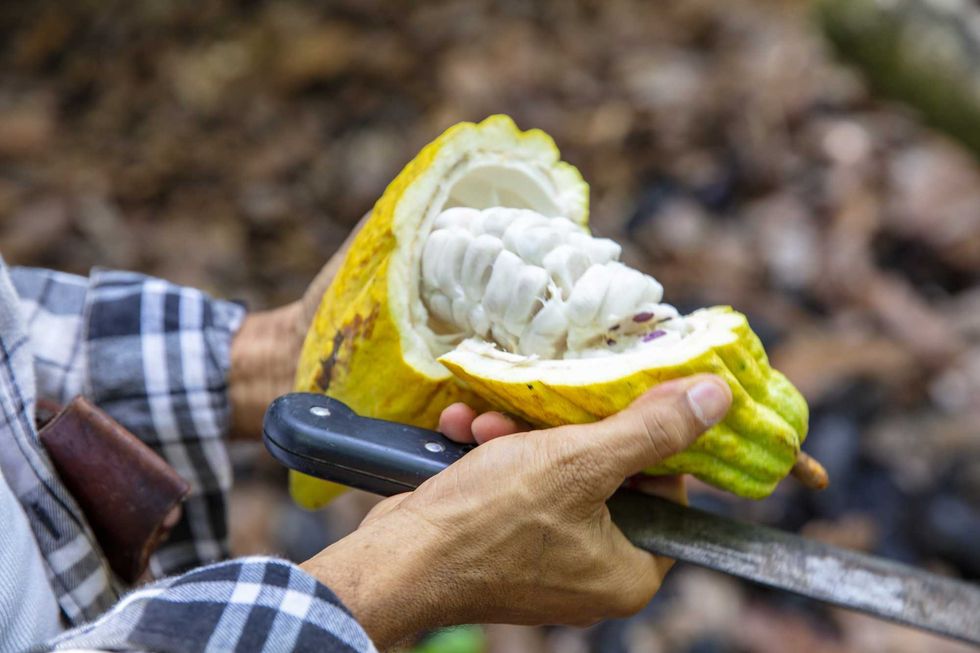 La pulpe du cacao.