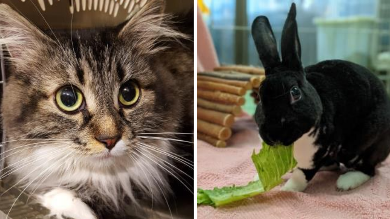 La SPCA de Montréal recrute pour héberger des animaux