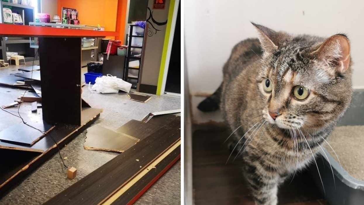 La SPCA Ouest à Vaudreuil-Dorion dévastée par une inondation