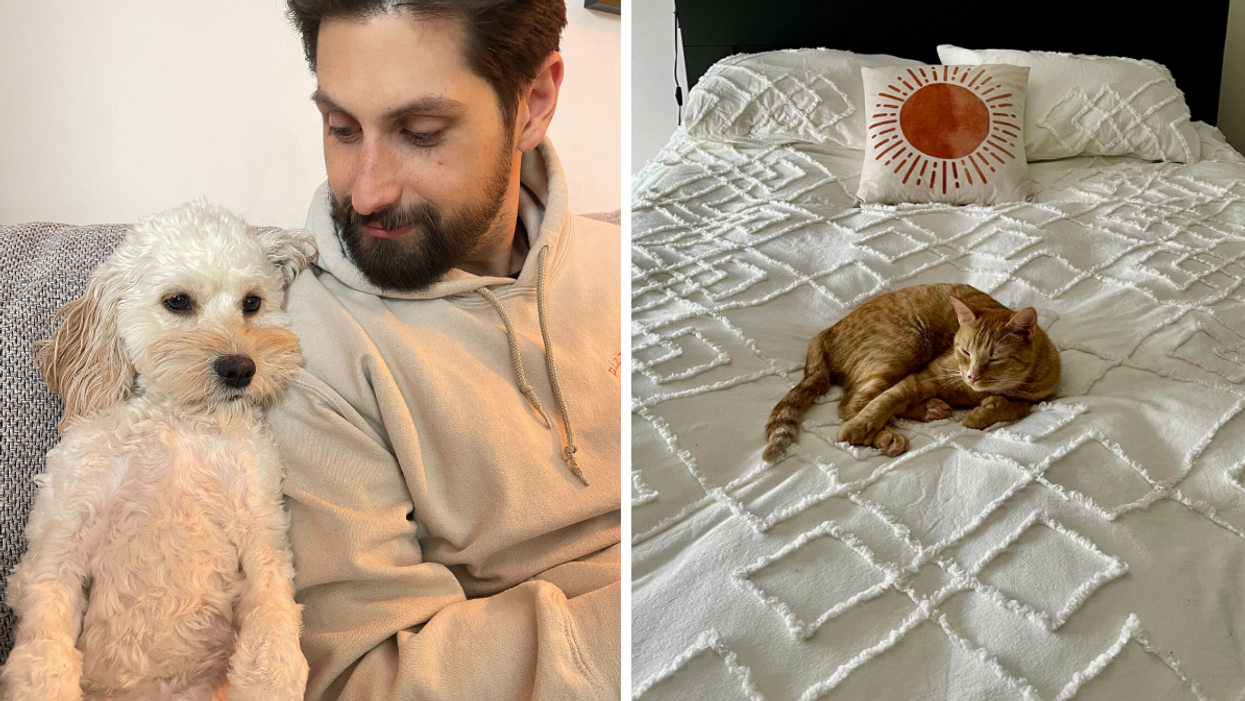 La SPCA veut que les couples signent un contrat pour la garde des animaux à la séparation