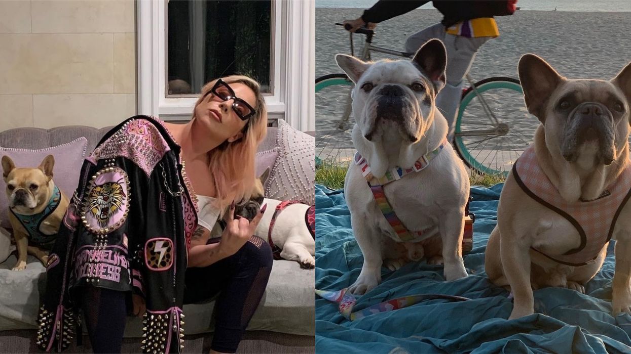 Lady Gaga's Dogs Were Returned Safely But Nobody's Been Arrested
