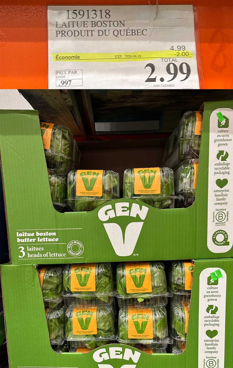 Laitue boston Gen V.