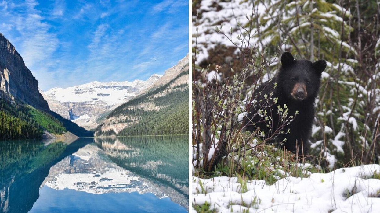 Lake Louise was named as a tourist trap in Banff. Right: Bear tours were also named.