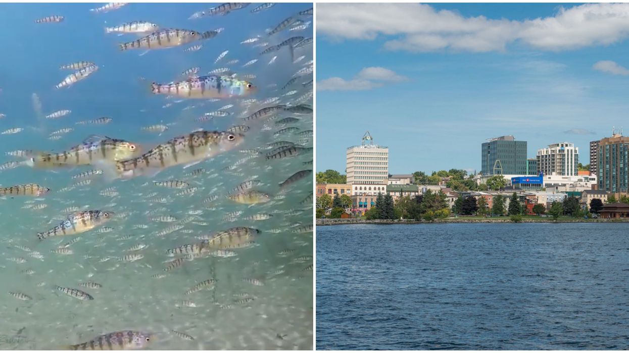 Lake Simcoe Fish Video Looks More Like Something From The Caribbean Than Barrie