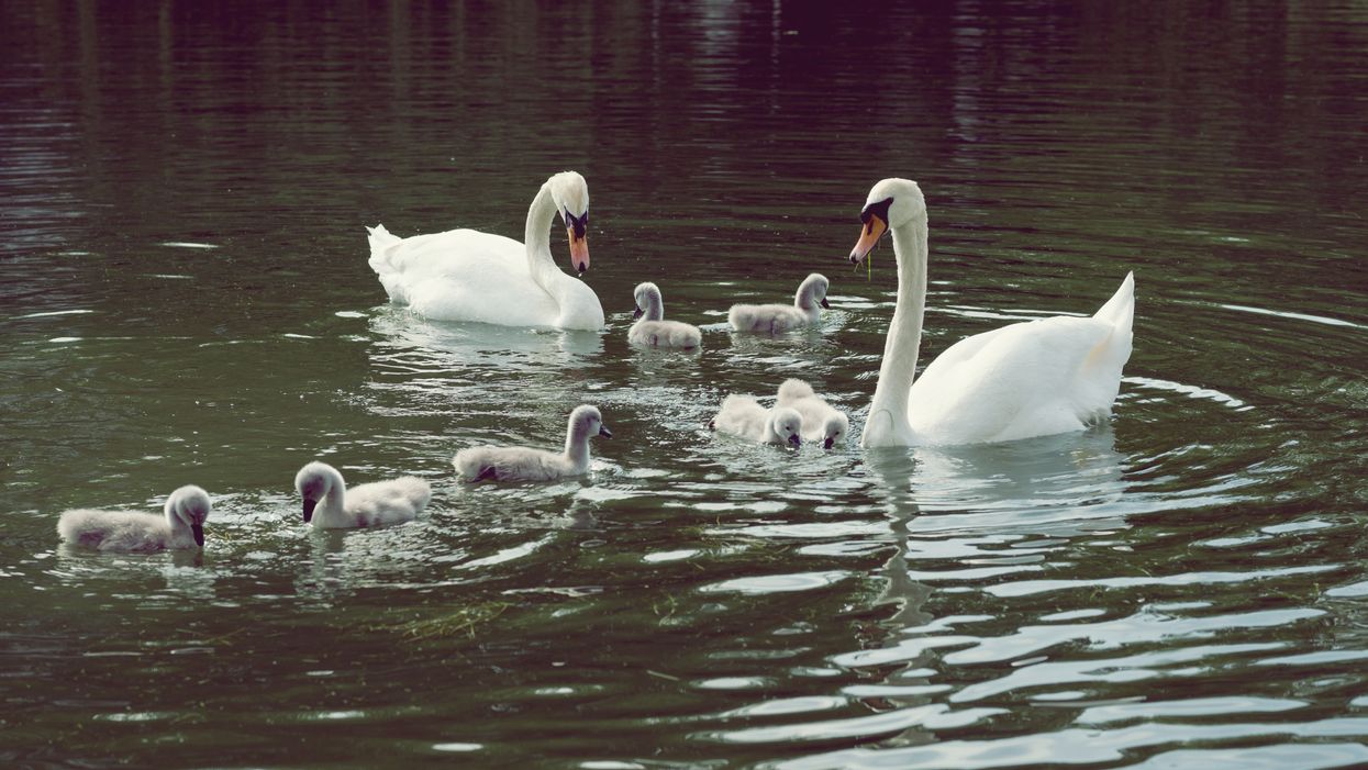 Lakeland Florida Selling Their Local Swans To Mitigate Care Costs