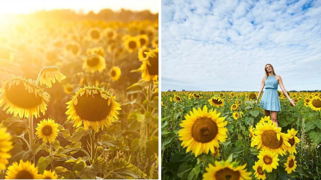 Lakeview Village Near Toronto Has 1 Million Sunflowers & A Sunset Concert Series