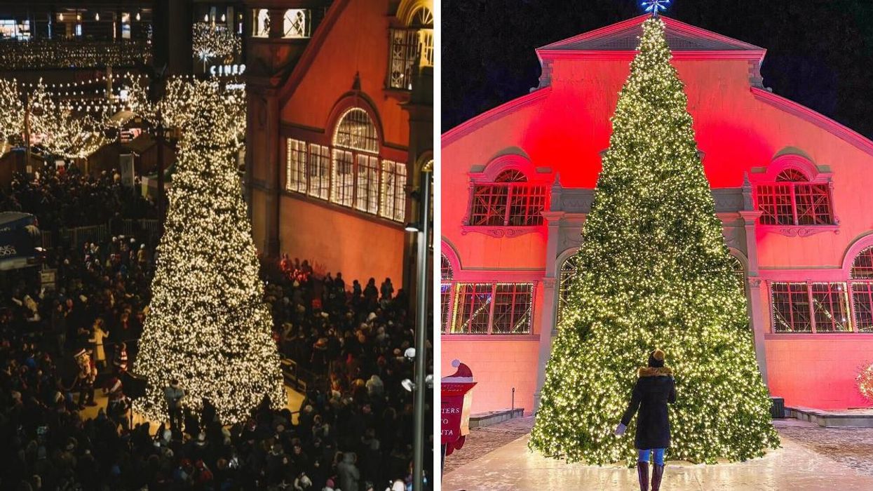 Lansdowne's Giant Christmas Tree Is Back & This Is When You Can Watch The Lights Turn On