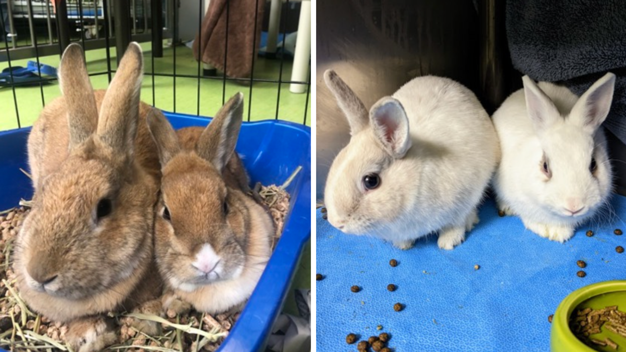 Lapins à adopter.