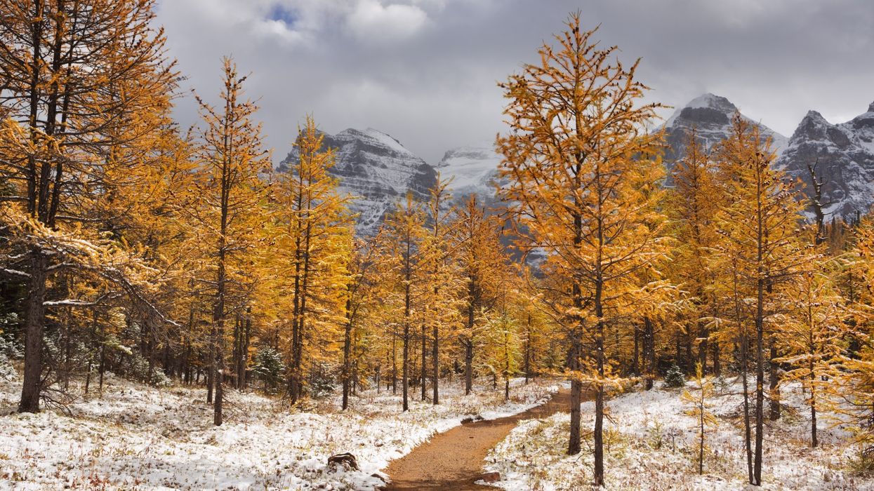 Larch trees in fall after first snow in Banff National Park (illustrative).