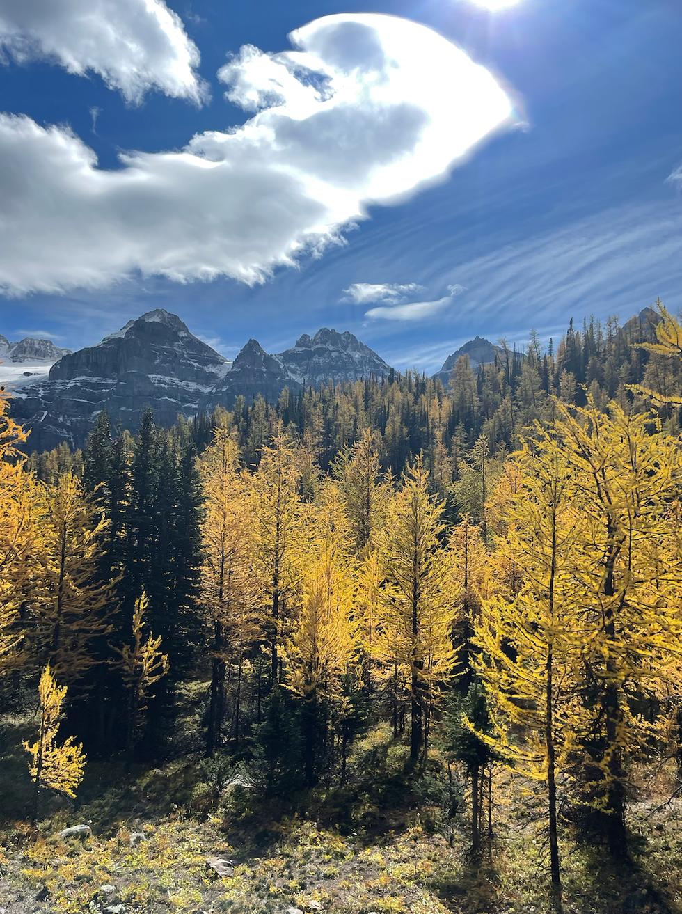 Larch Valley.
