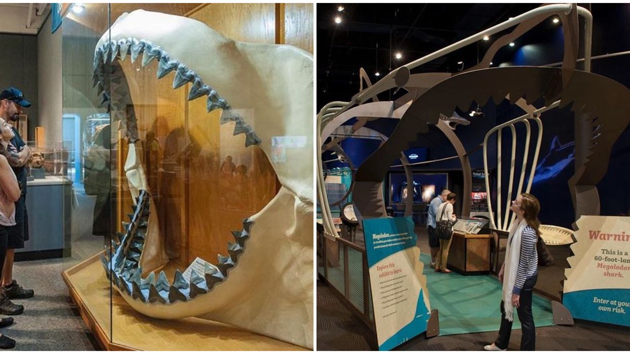 Largest Shark That Ever Living Coming To Florida In Megalodon Exhibit