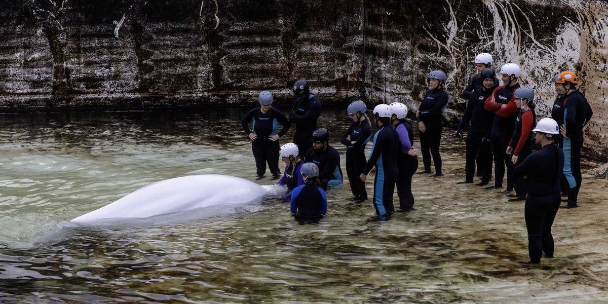 ‘Bittersweet’: Canada’s last captive whales leave Marineland for U.S. aquariums ‘Bittersweet’: Canada’s last captive whales leave Marineland for U.S. aquariums
