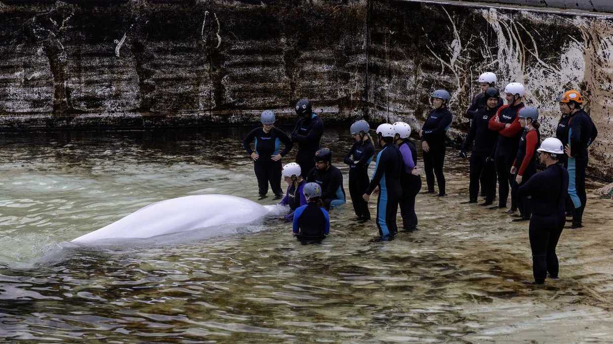 Last Marineland whales leave Canada