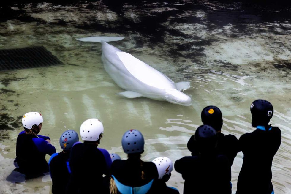 Last Marineland whales leave Canada
