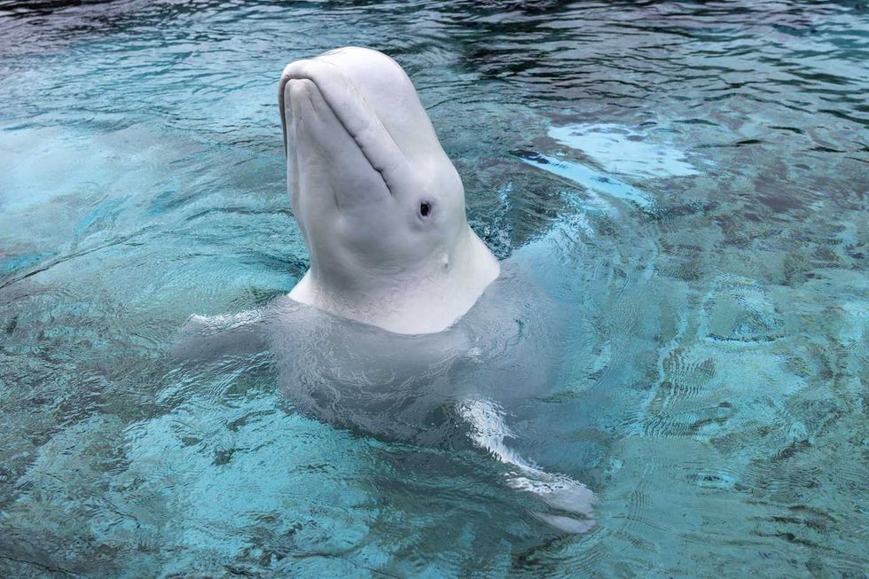 Last Marineland whales leave Canada