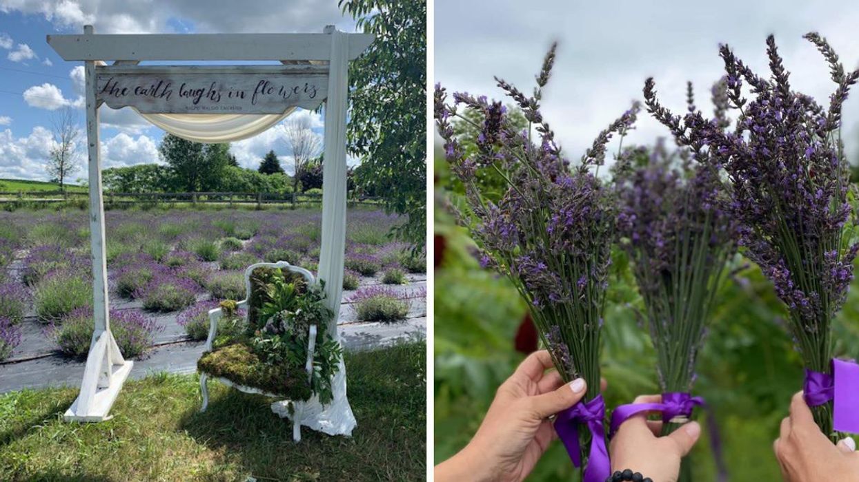 Lavender field with plant-covered chair. Right: Hands holding lavender bouquets.