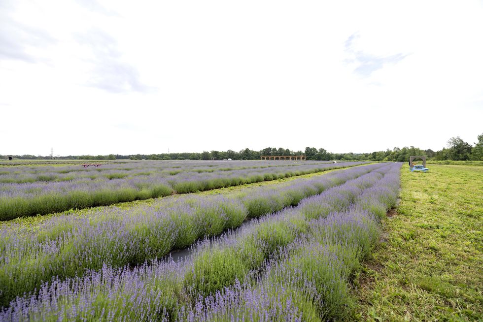 Lavender field.