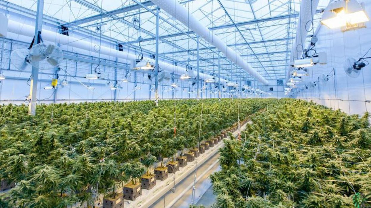 Le cannabis aurait un effet protecteur contre la COVID-19 selon une nouvelle étude