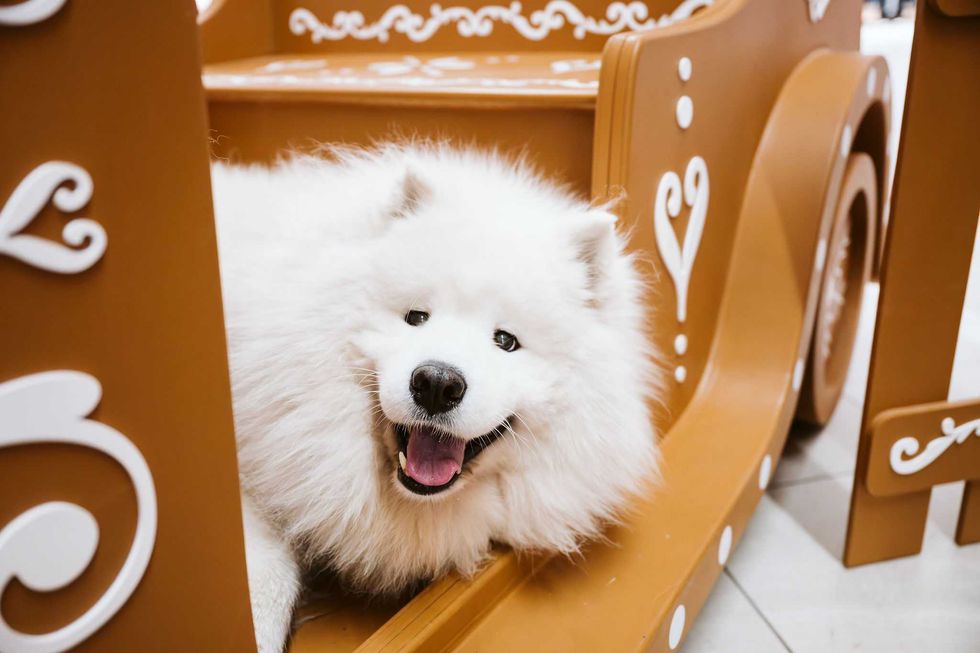 Le chien nougat bien souriant.