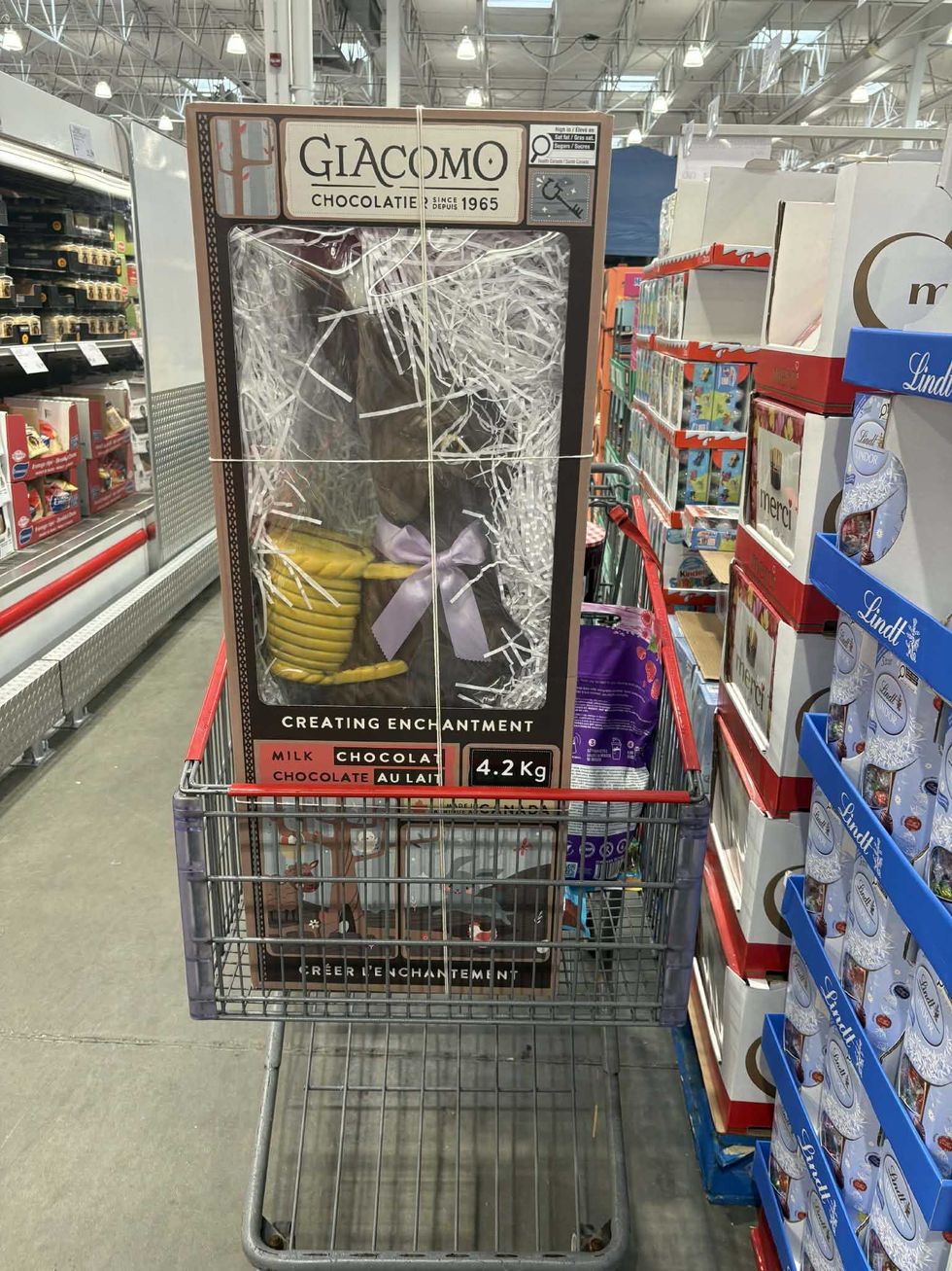 Le lapin en chocolat au lait Giacomo dans un panier au Costco.