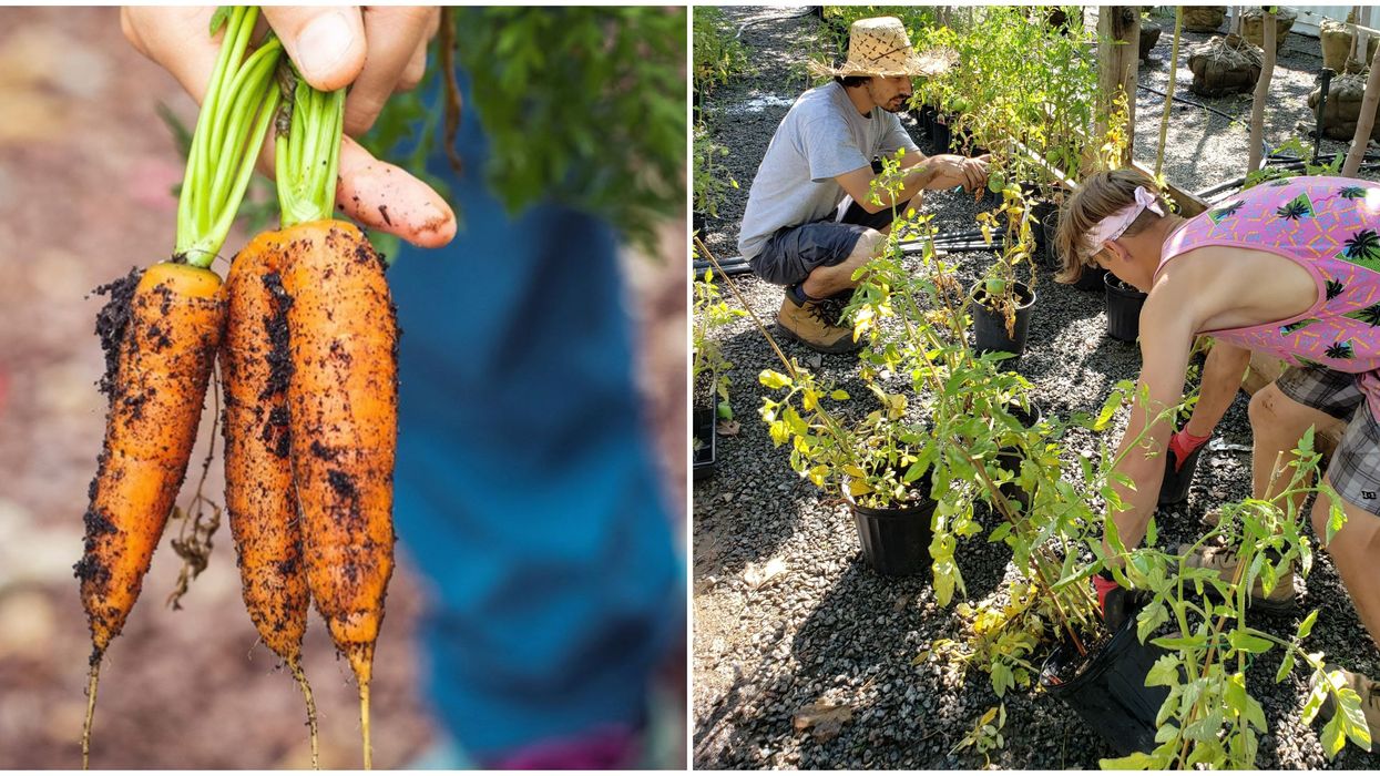 Le Marché Vert : Tu peux te procurer gratuitement des fruits et légumes dans ce jardin des Laurentides