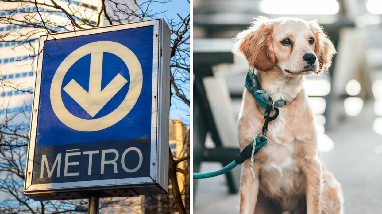 Le métro de Montréal. Droite : Un chien.