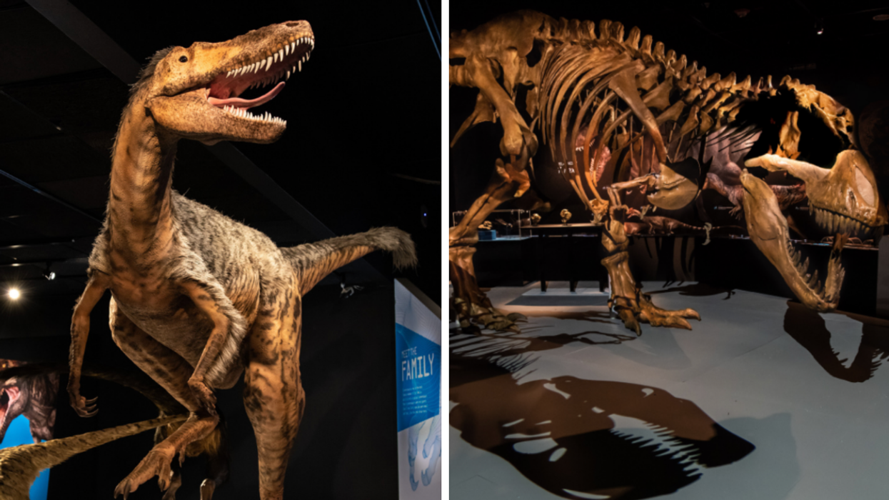 Le modèle grandeur nature d'un dinosaure. Droite : Le squelette d'un dinosaure.