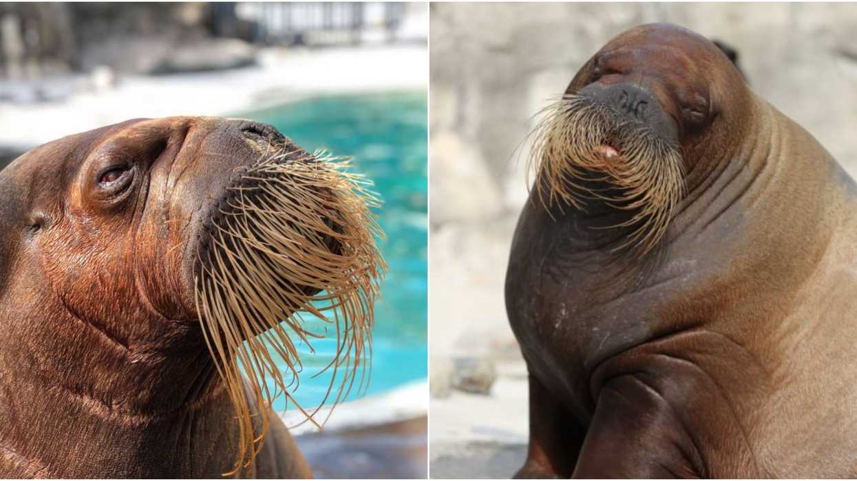 Le morse de l'Aquarium de Qc est décédé et ça prouve que 2020 est horrible jusqu'à la fin