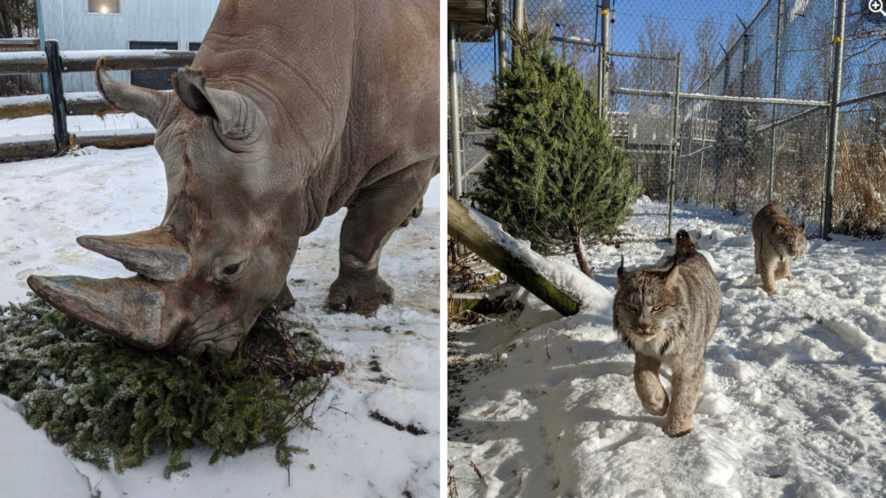 Le parc Safari veut ton vieux sapin de Noël pour le donner aux animaux