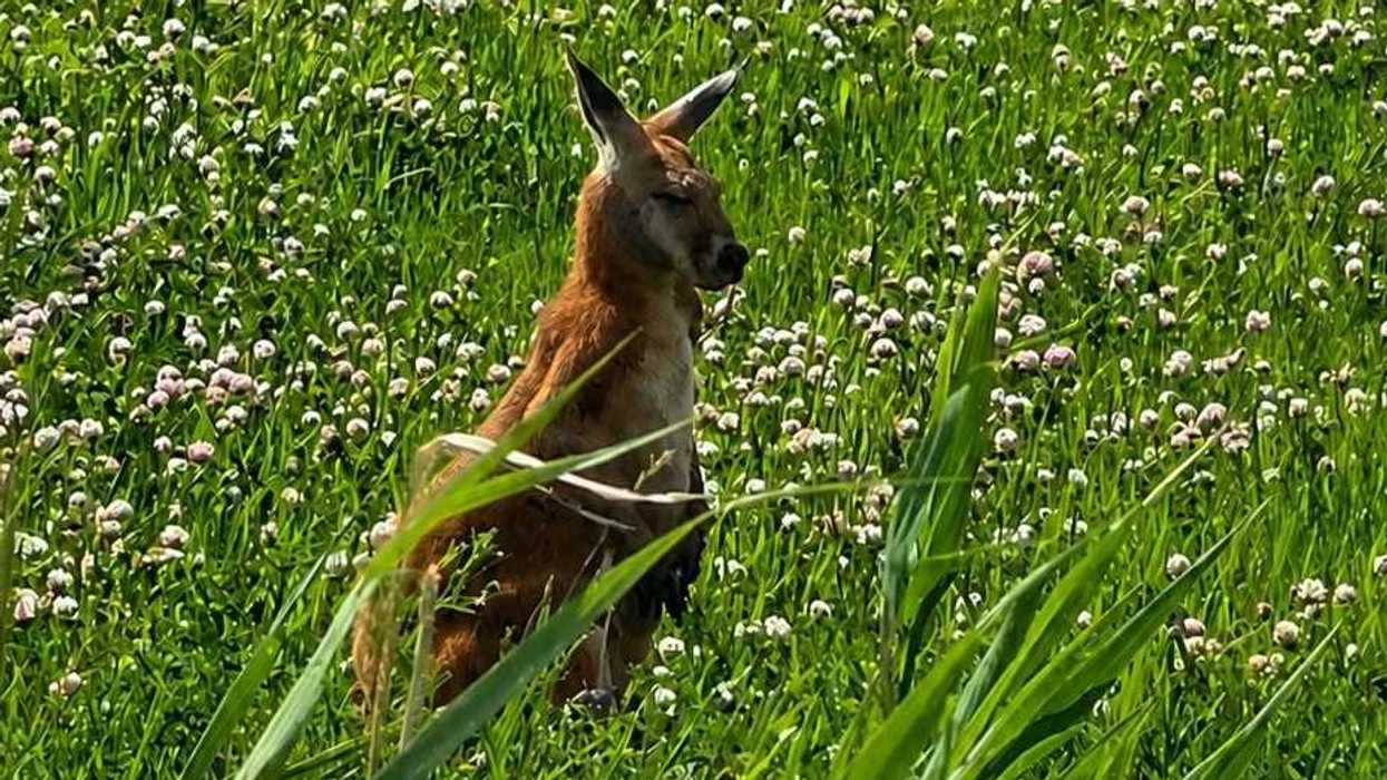 Le wallaby en fuite à Boucherville.