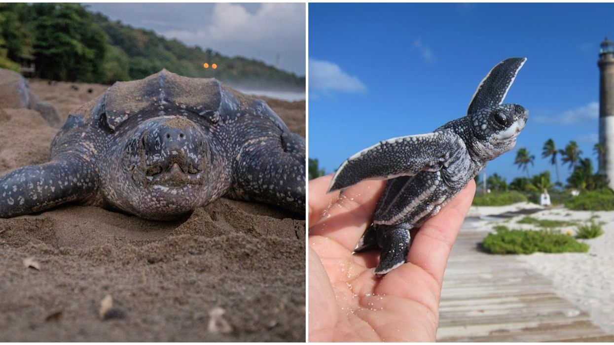 A Small Lethered Turtle Cute Leatherback Sea Turtles